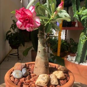 Meet your Posher, Baljit